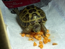 Abraham