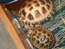 Abe & Babs snoozing