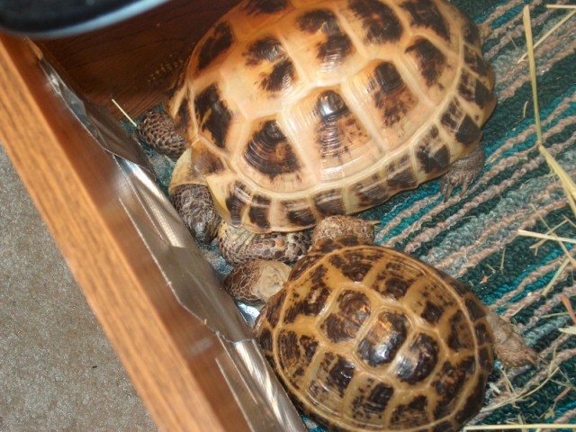 Abe & Babs snoozing