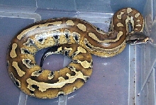 a bigger Eveepoo!