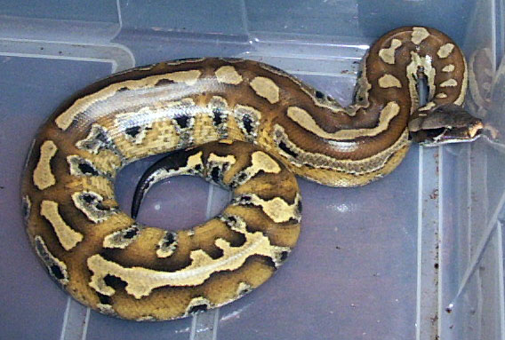 a bigger Eveepoo!