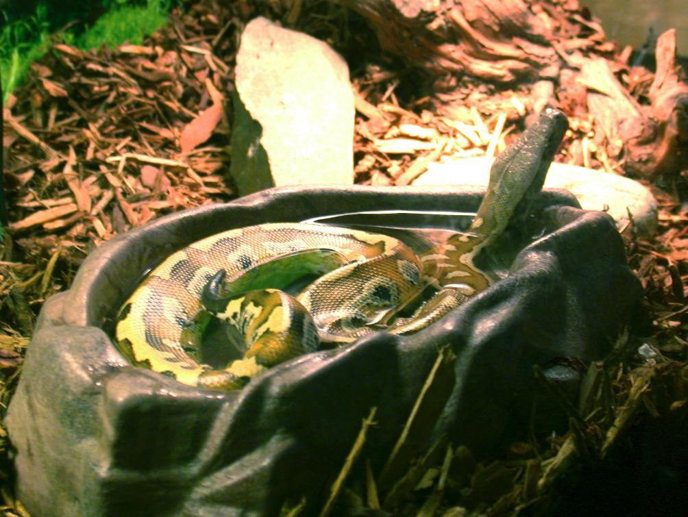 eva as a puppysnake.