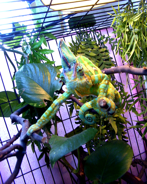 Trogdor.