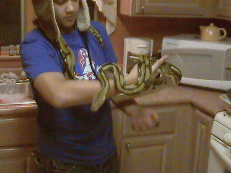Male Tiger Retic