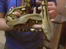 tiger male