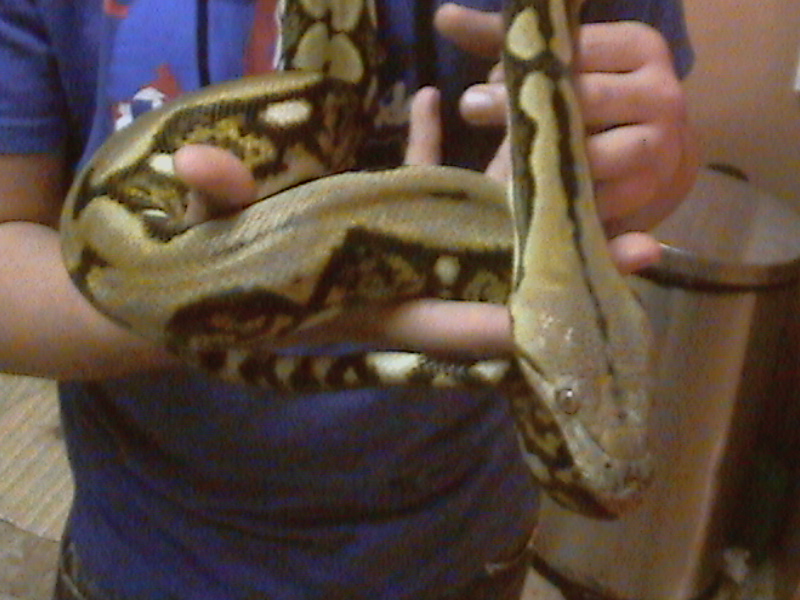 tiger male