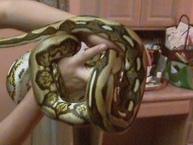 tiger retic