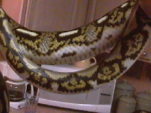 the beauty of my tiger