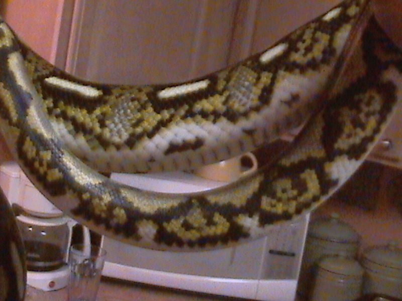 the beauty of my tiger