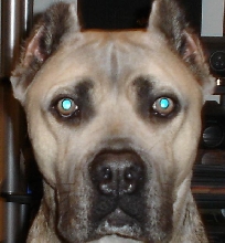 XIMO