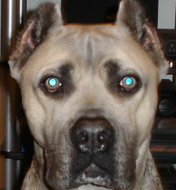 XIMO