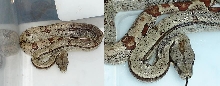 Hypo het albino(sunglow)