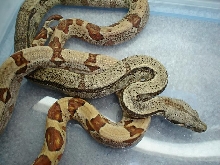 Male Hypo het albino(sunglow) and Female Hypo