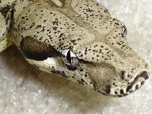 Anery headshot