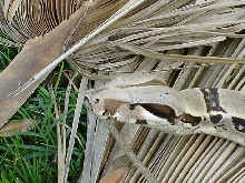 SPLIT