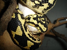 Jungle Carpet male