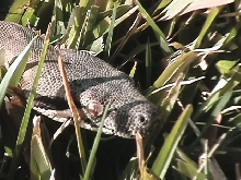 Salmon Eye