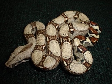 Pastel keeper female