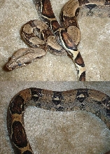 Jungle Male in shed