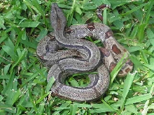 Hypo Rev Stripe 66% Het Sunglow (2nd angle)