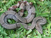 Hypo Reverse Stripe (Tiger) 66% het Sunglow