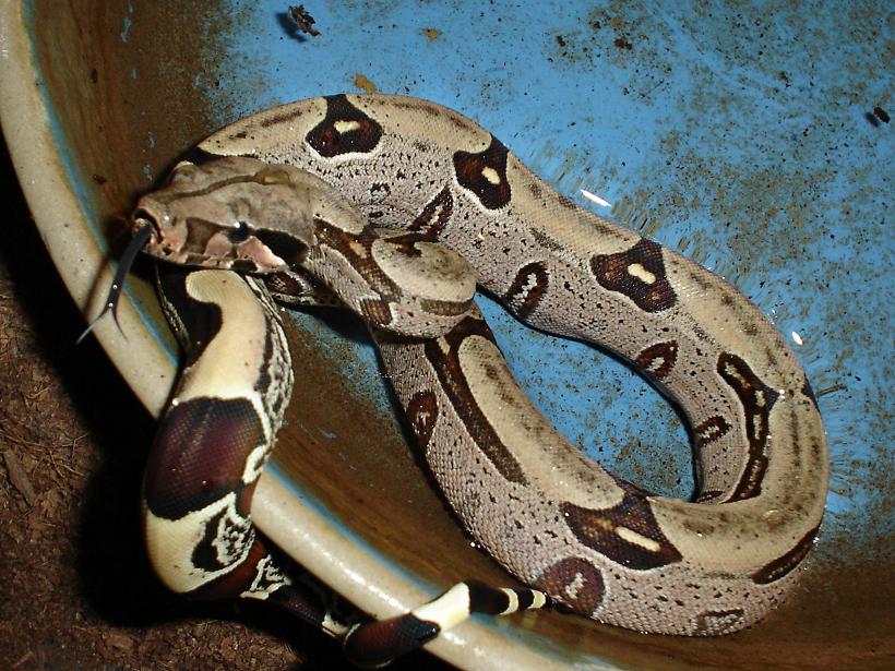 Suriname female