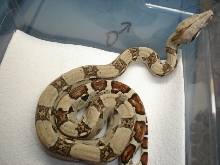 Pastel Male