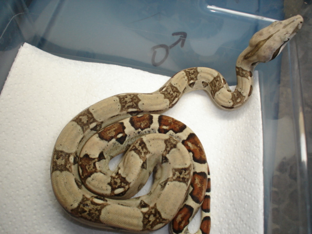 Pastel Male