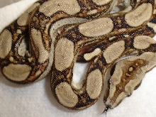 longi male