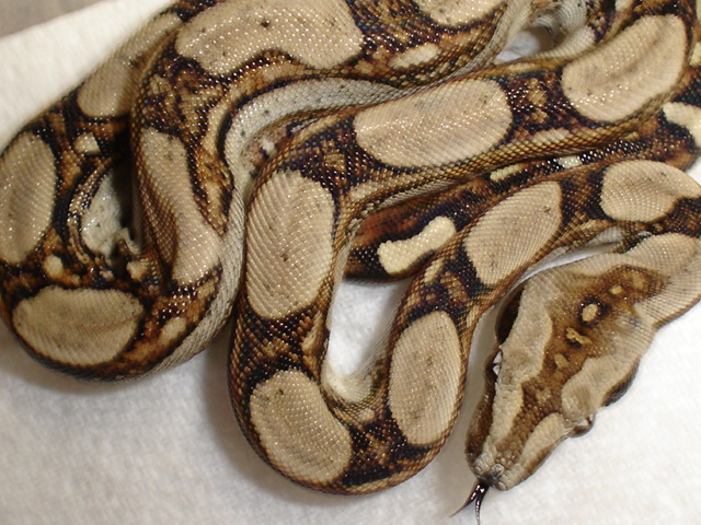 longi male
