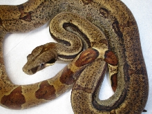 hypo het albino