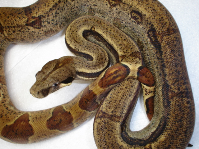 hypo het albino