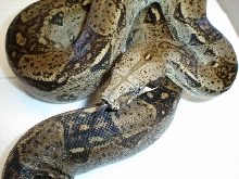 Anery tongue