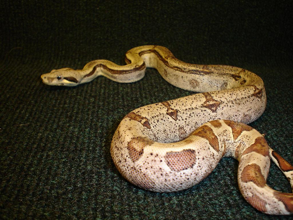rev stripe hypo het albino