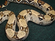 jungle male 3
