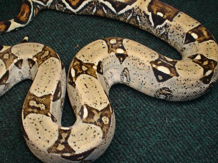 jungle male 3