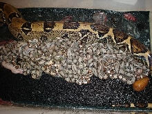 Split's Litter