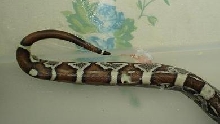 my favorite tail