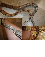 Hypo het ghost