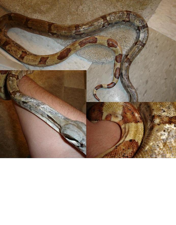 Hypo het ghost