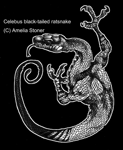 Celebus black-tailed ratsnake morph