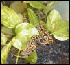 Dwarf Female 2-2