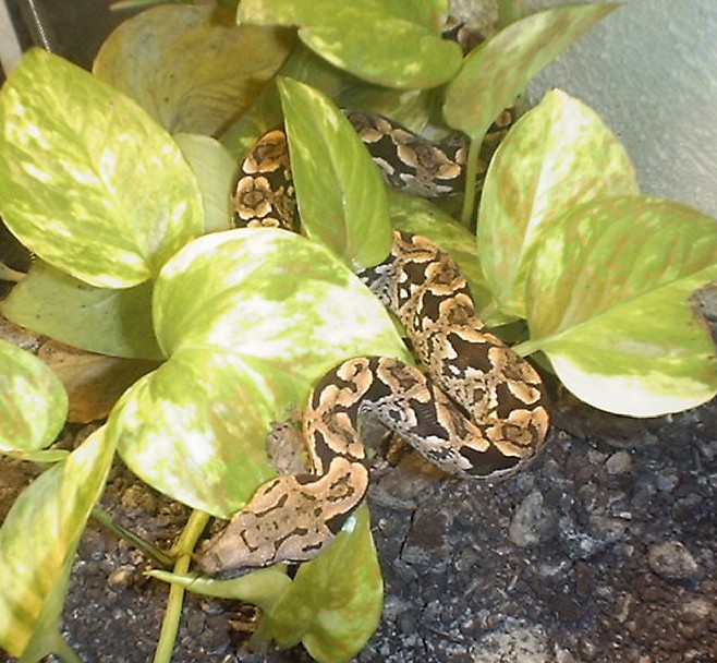 Dwarf Female 2-2