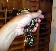 new spotted choc 3-12-06-001