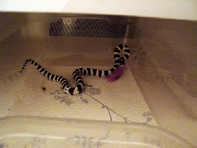 b/w feeding