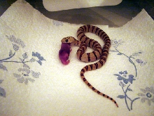 new way to feed-2