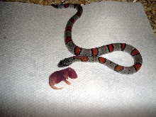 chomp chomp time