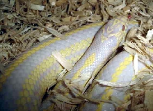 albino cal time to get up girl