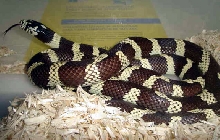 banded chocolate line cal king 2-25-06