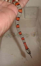 gray banded